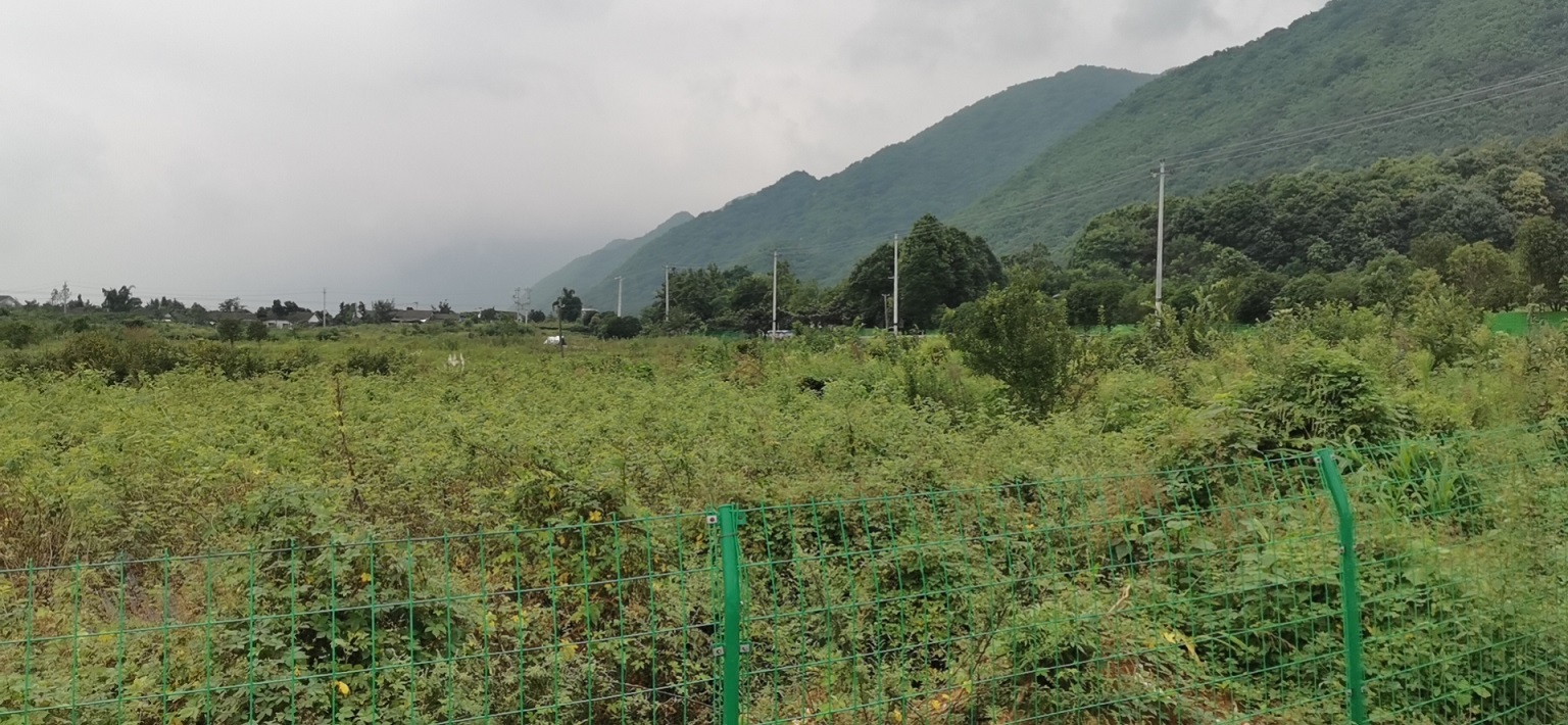 綿竹市玫瑰公園旅游區(qū)商住建設用地使用權拍賣